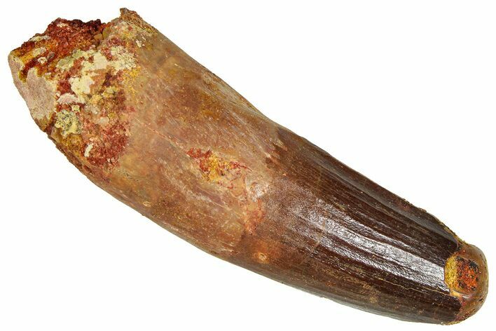 Fossil Spinosaurus Tooth - Feeding Worn Tip #365617